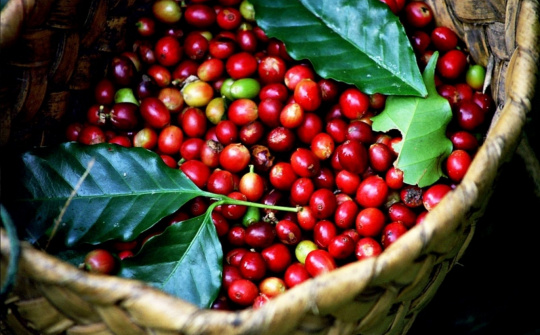 Giá cà phê hôm nay 20/11: Thị trường trầm lắng, ít giao dịch